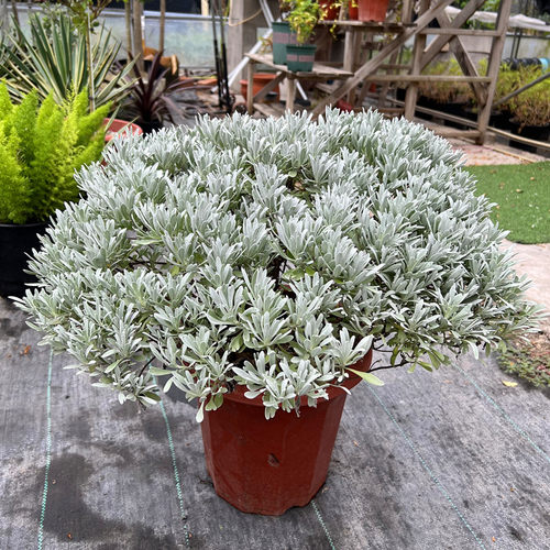 银色观叶耐寒耐热四季常青芙蓉菊