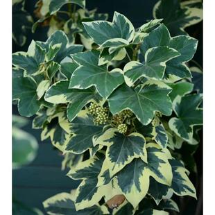 花叶熊掌木盆栽四季常绿植物室内外观叶绿植净化空气耐阴耐热好养