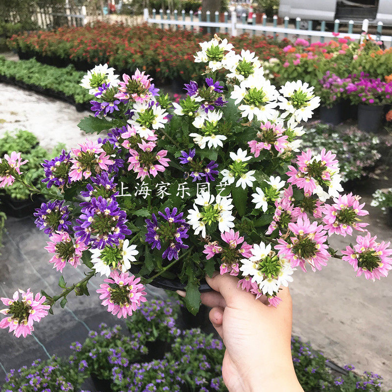 半扇花盆栽 耐热花卉 好养紫扇花 花期长 阳台庭院垂吊植物 趣味