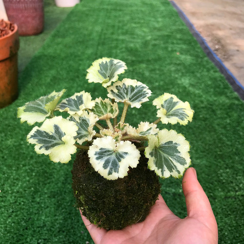虎耳草盆栽绿植微金丝荷叶阳台