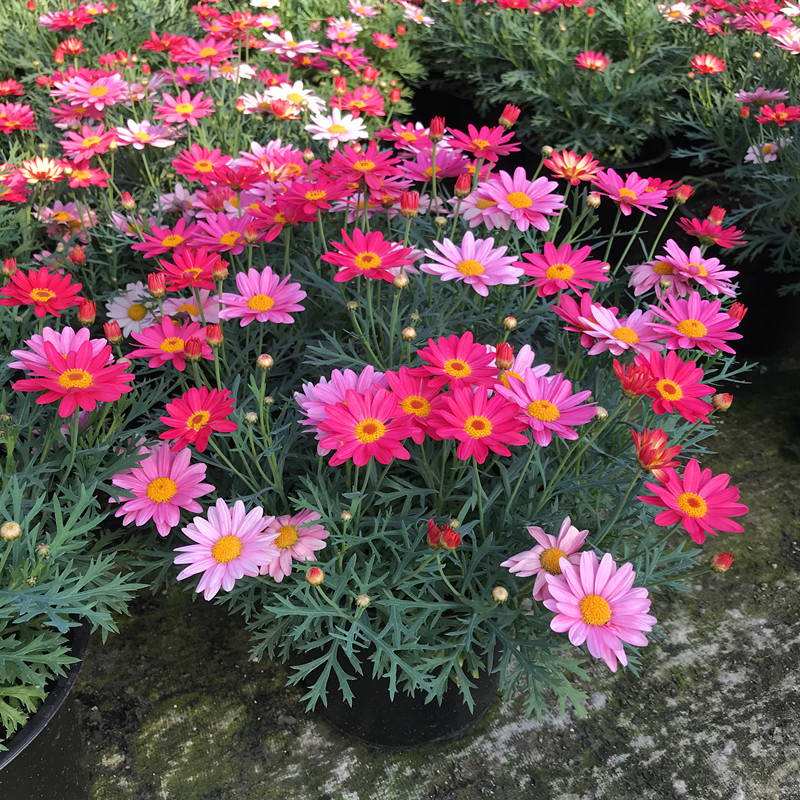 玛格丽特带花糖果玛阳台庭院花卉耐寒开花机器易爆盆包邮