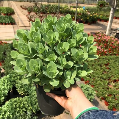 家乐园艺八宝景天草本植物花园
