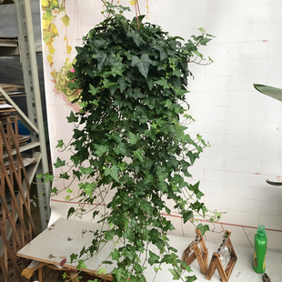包邮 常春藤盆栽垂吊绿植室内阳台观叶植物四季 常青花叶长春藤