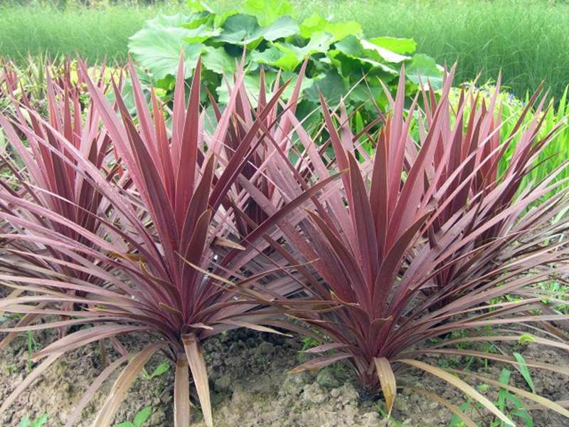 澳洲朱蕉红巨人盆栽四季观叶花卉庭院花坛造景花镜植物好养耐寒热