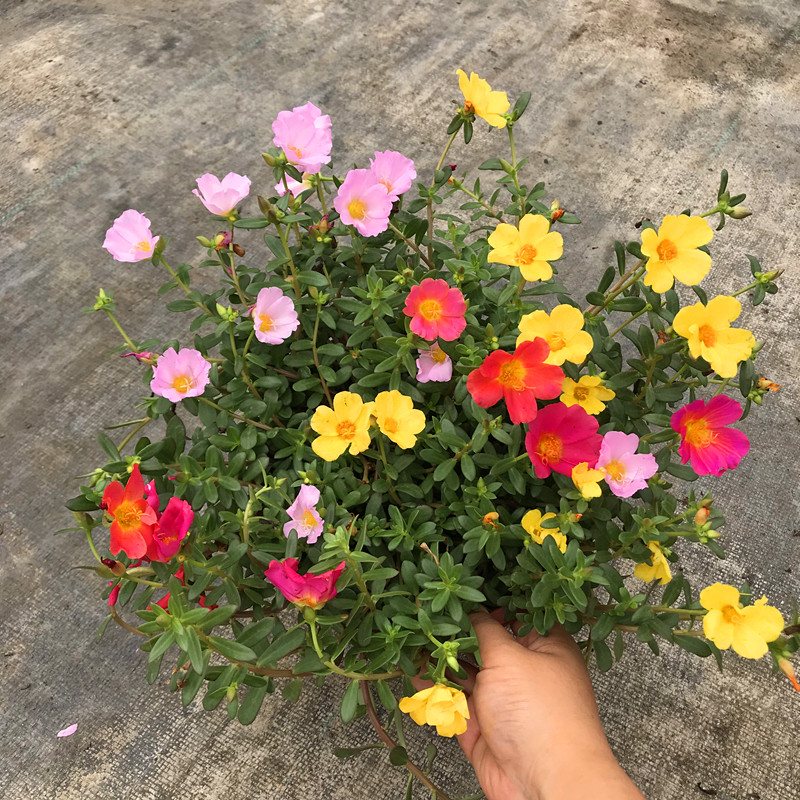耐晒太阳花重瓣马齿苋植物包邮
