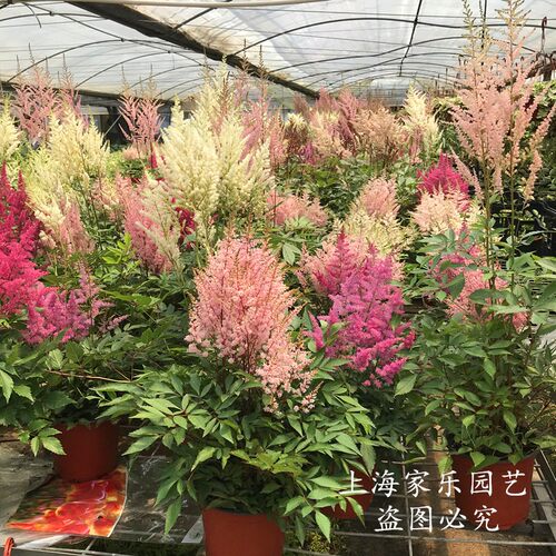 耐寒阳台盆栽苗圃基地络新妇