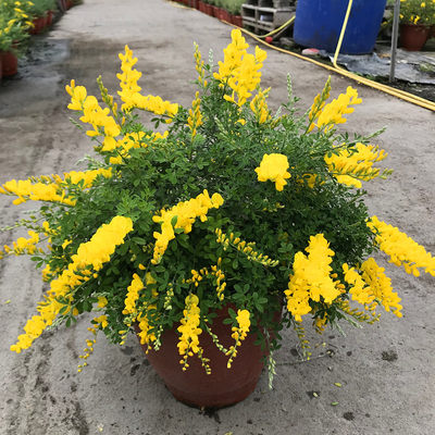 植物观花植物阳台庭院金雀花好看