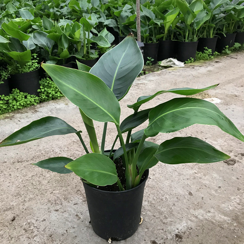 天堂鸟盆栽绿植四季常青室内客厅桌面植物净化空气防辐射好养包邮