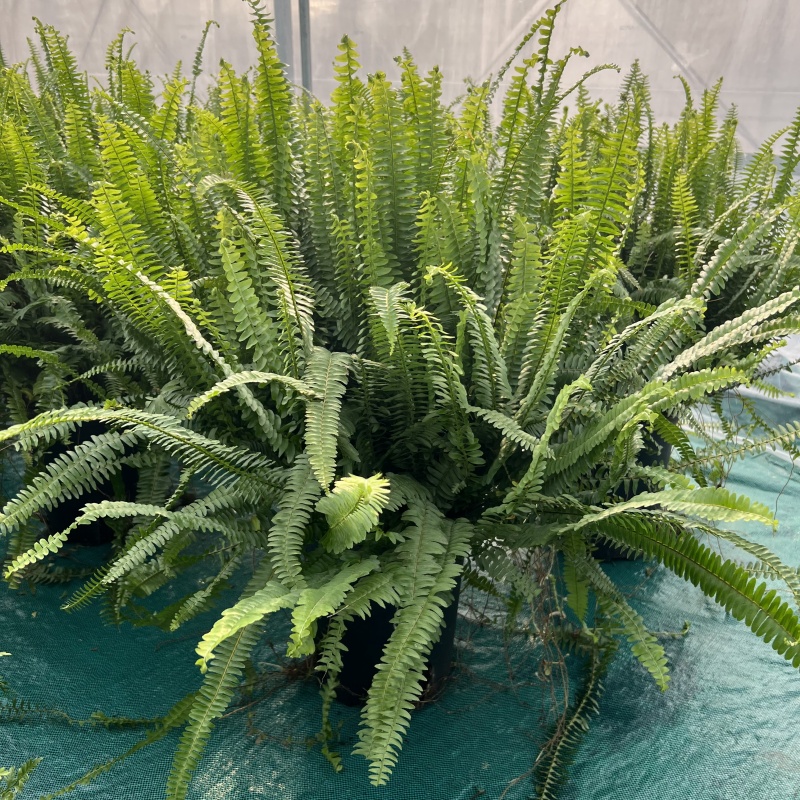 常绿观叶肾蕨客厅美观好养多年生