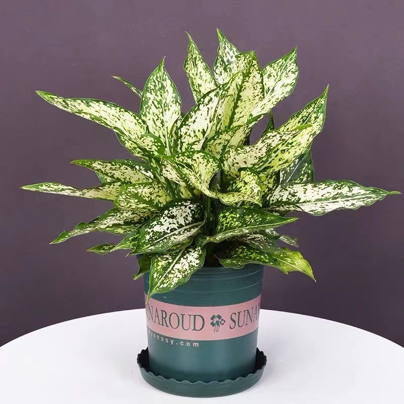 玛丽安万年青 绿翡翠室内桌面观叶绿植懒人植物净化空气四季常绿