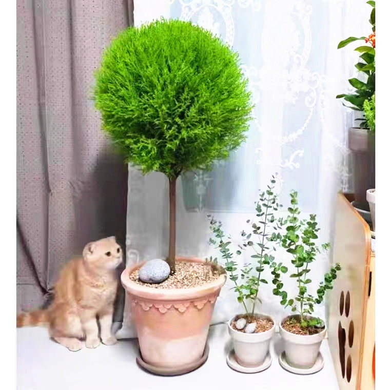 香松棒棒盆栽室内外阳台庭院植物四季常青耐寒多年生观叶绿植包邮