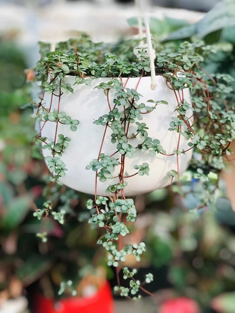 观叶小植物bb草灰绿冷水花室内窗台绿植好养耐半阴喜湿办公桌绿植