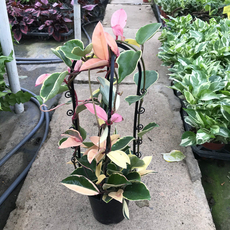 花叶球兰 成品大苗 好养 室内阳台 耐半阴 爬藤植物 吊兰盆栽花卉