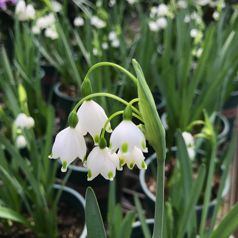 雪片莲种球荷兰进口多年生盆栽地栽耐寒花卉雪滴花阳台庭院植物
