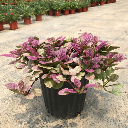 多年生庭院筋骨草美观