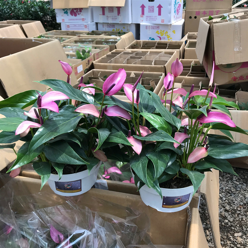 新品绿植齐祖盆栽花卉办公室内桌面植物红掌粉掌盆栽防辐射包邮