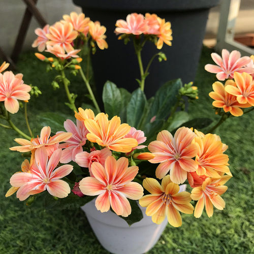 美观观花阳台庭院家乐园艺好看