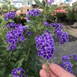 紫金露盆栽花卉多年生木本植物室外阳台庭院花卉耐热耐晒花期长