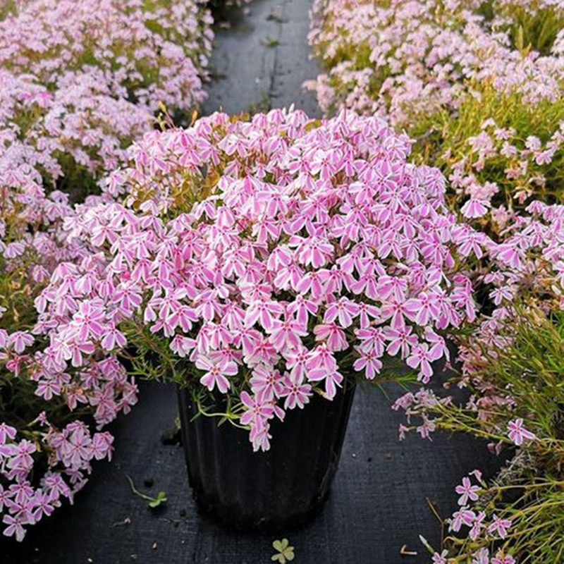 芝樱花多年生地被植物庭院花园搭配景色耐热耐寒四季开花好养常绿