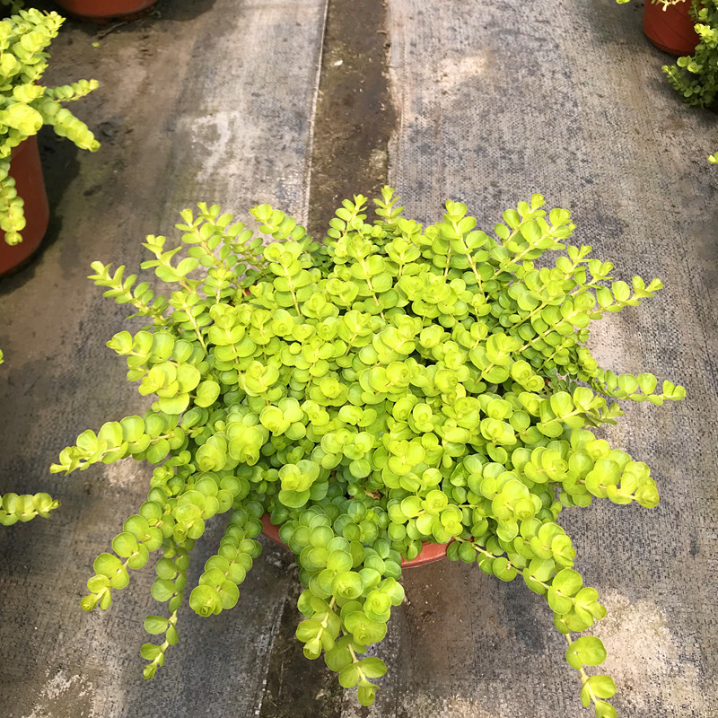 黄金串 吊兰盆栽 过路黄垂吊绿植多年生观叶植物常绿花卉阳台庭院