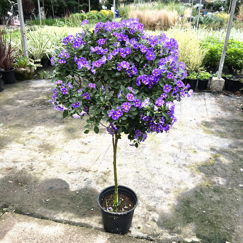 蓝茄花棒棒糖盆栽多年生木本花卉耐热庭院花园灌木植物好养易爆盆