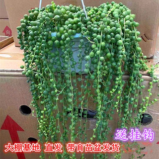 吊兰多肉植物 情人泪 佛珠盆栽花卉室内阳台花卉好养易活盆栽包邮