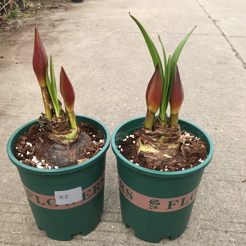 进口大花朱顶红盆栽花卉带花苞窗台室内阳台庭院植物耐寒好养包邮