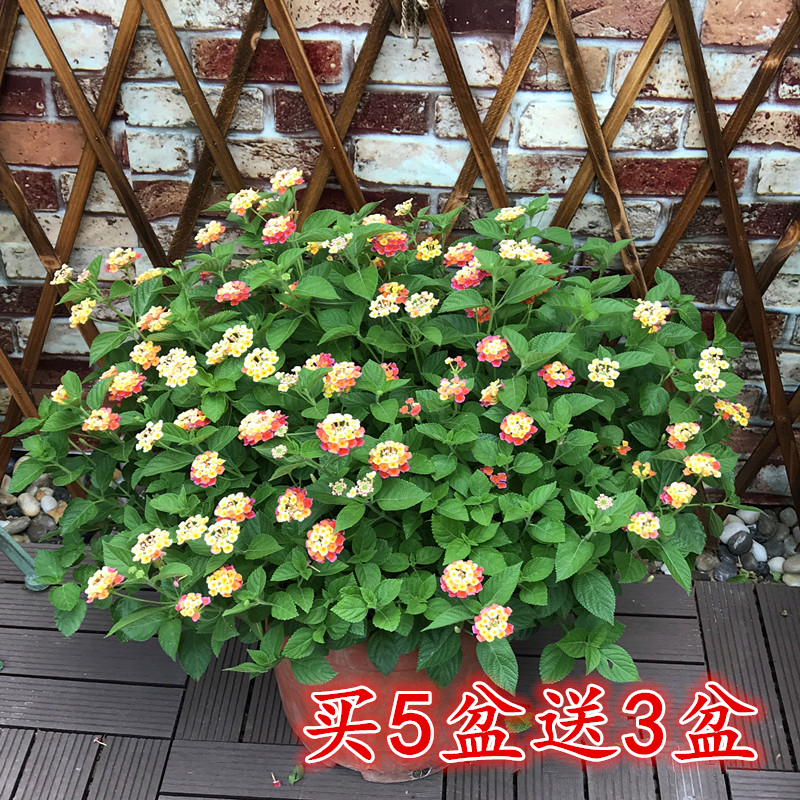 五色梅花卉盆栽庭院花园植物马缨丹耐热耐晒花开不断花期长易爆盆 上海家乐园艺 淘优券
