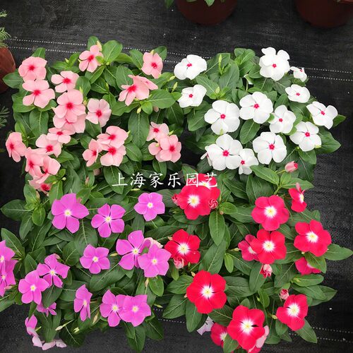 长春花盆栽夏季耐热阳台庭院植物