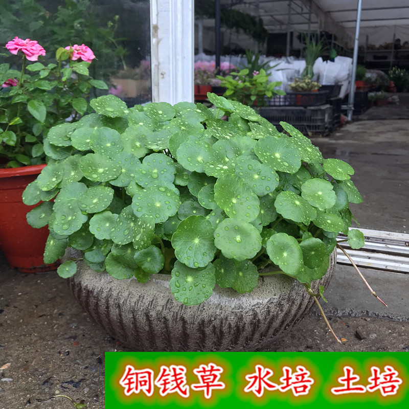 铜钱草水培植物室内绿植水养花卉金钱草防辐射带原土发货四季常青