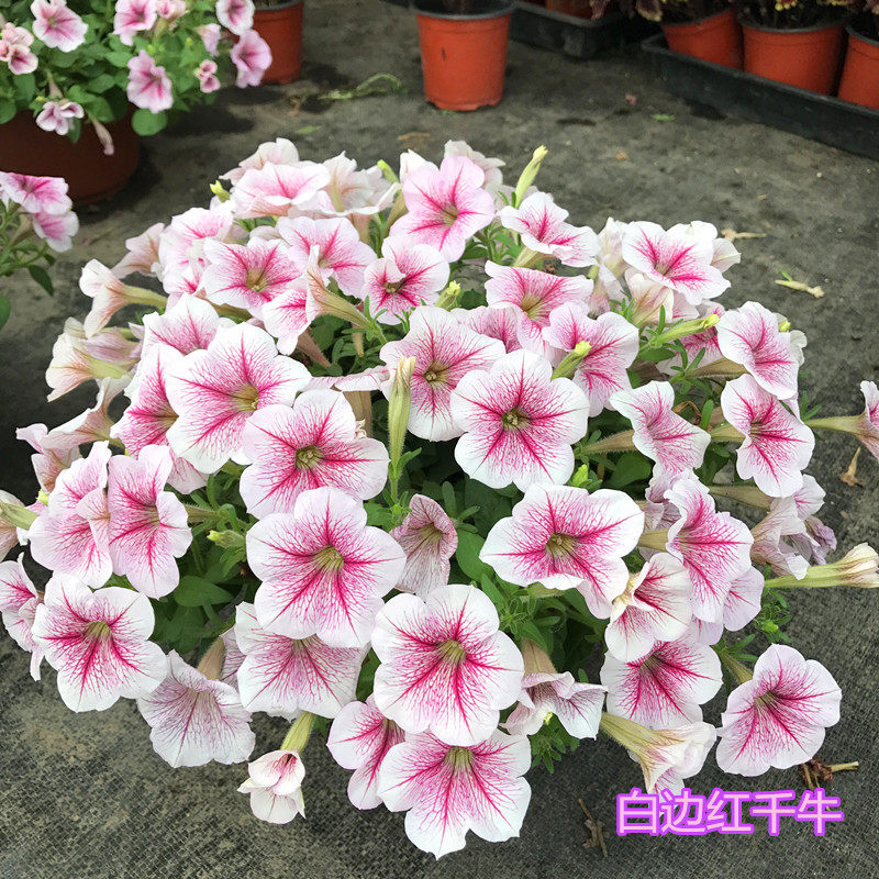 垂吊矮牵牛庭院阳台花卉植物包邮