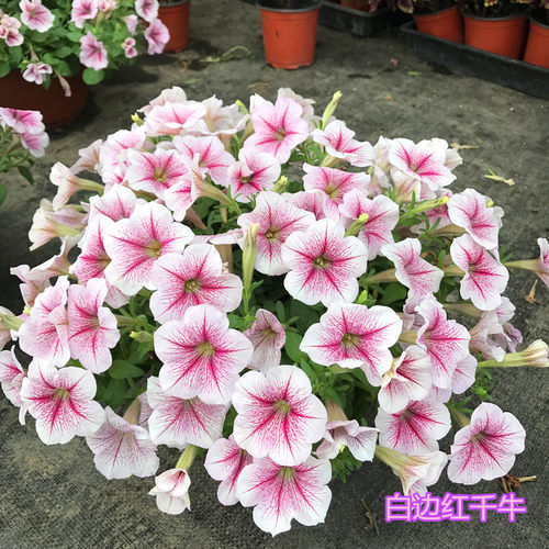 垂吊矮牵牛庭院阳台花卉植物包邮