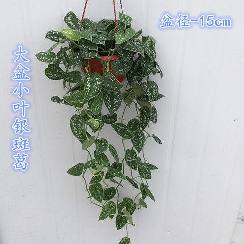大叶小叶银斑葛白金葛绿植 雪花葛稀有花叶绿萝室内客厅观叶植物 - 封面
