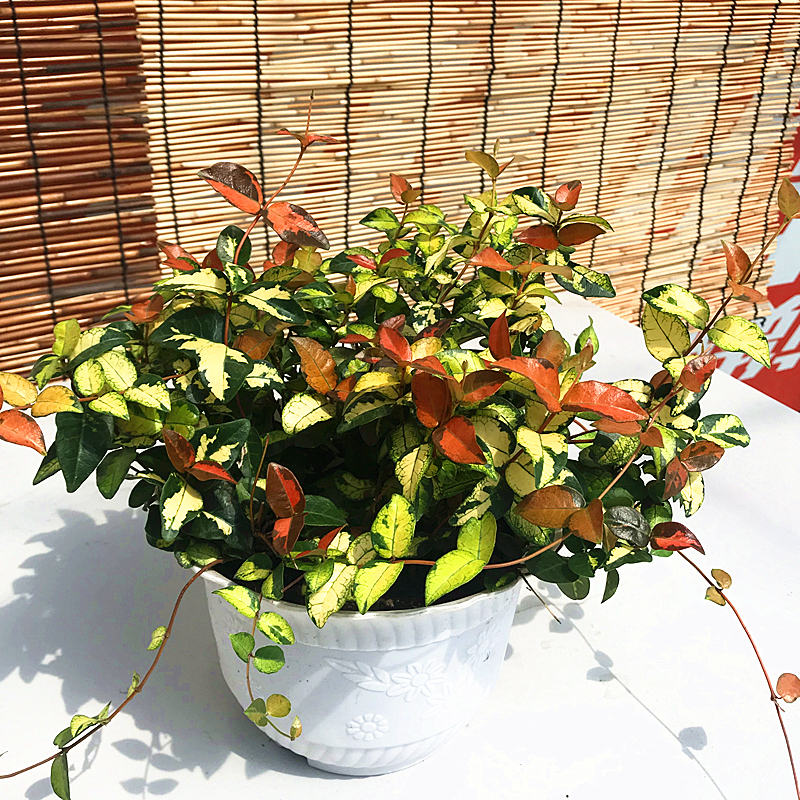 黄金络石植物彩叶络石藤蔓植物垂吊露天阳台庭院日本花叶络石吊兰