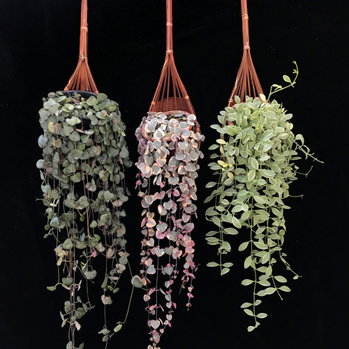 爱之蔓多肉垂吊植物钻石翡翠吊兰