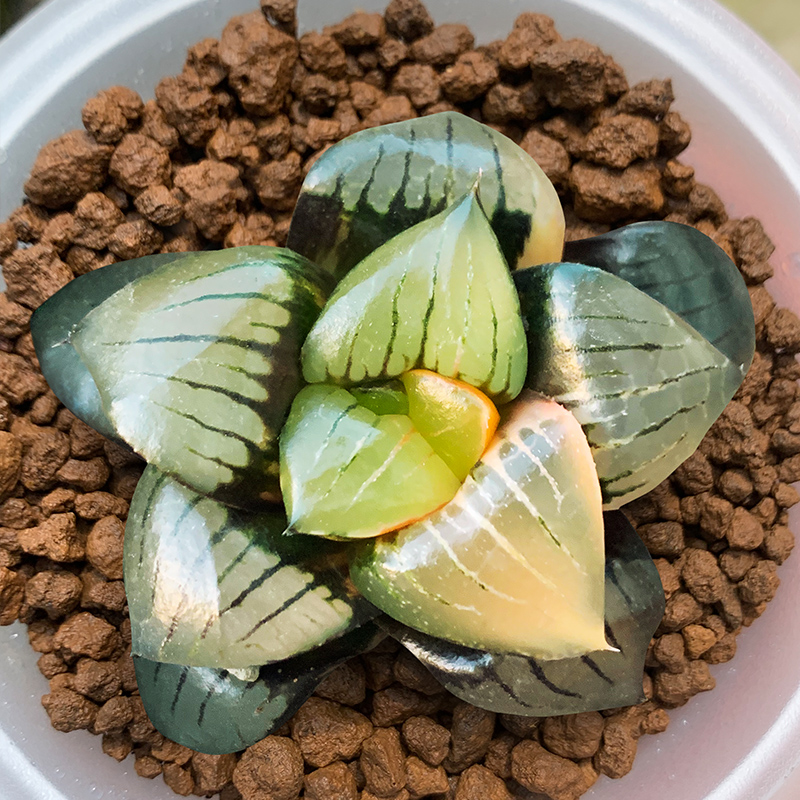 春盛多肉日月潭寿非组培十二卷属萌肉植物基地发货一物一拍