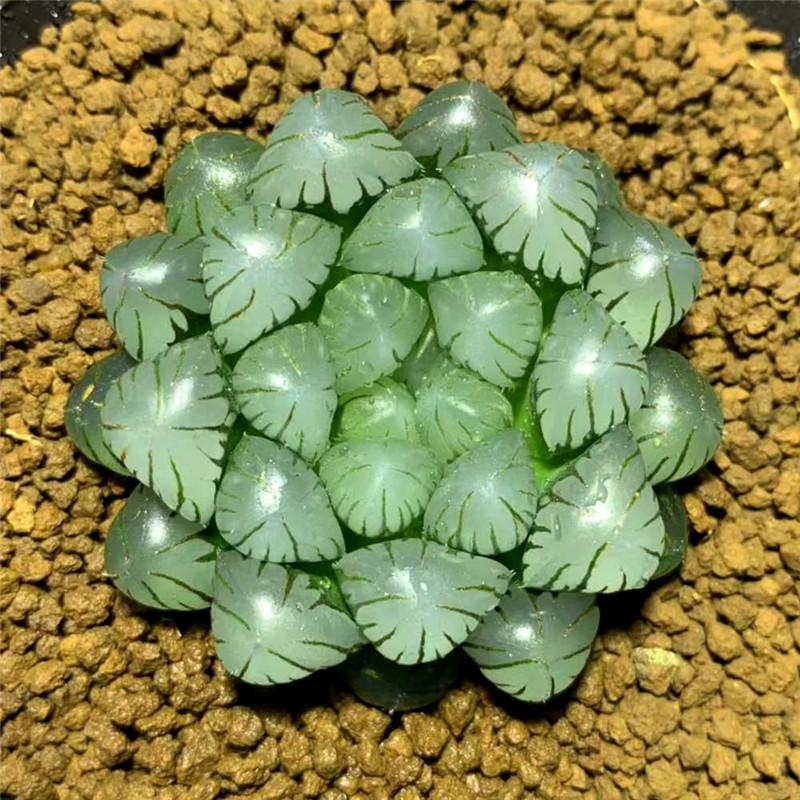 春盛多肉瓦苇十二卷多肉植物藤乙玉露窗透形状好