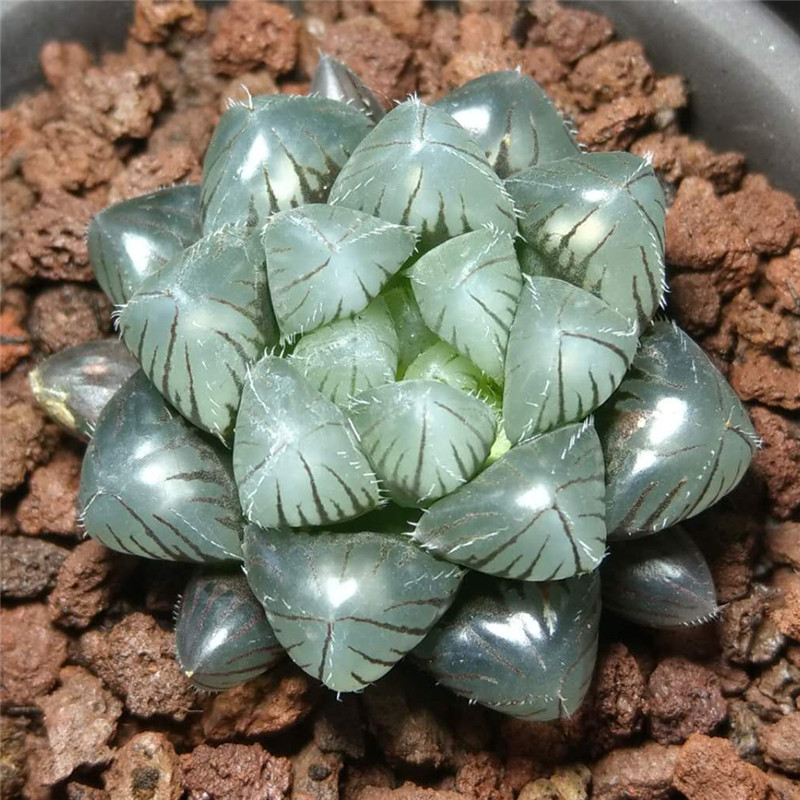 春盛多肉十二卷巨大赤线玉露大窗多肉植物一物一拍