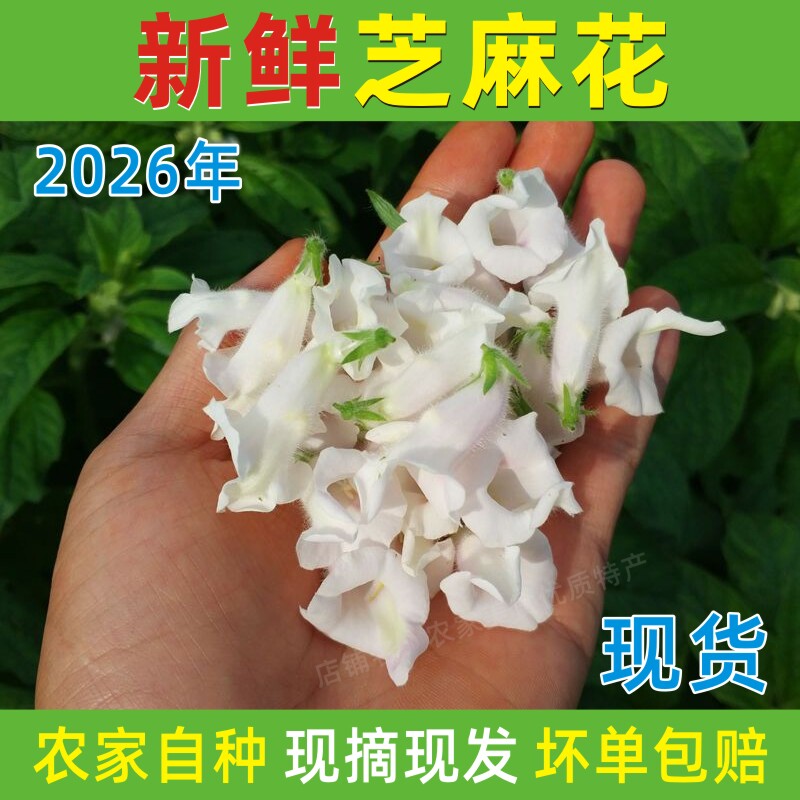2026年新鲜芝麻花农家自种现摘河南芝麻花晒干泡茶喝泡酒用包邮