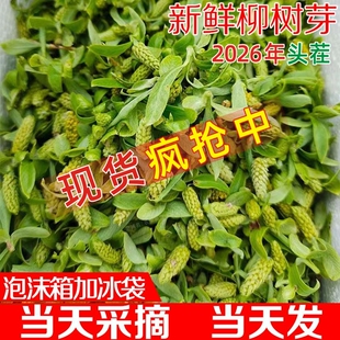 2026年新鲜柳芽尖蔬菜柳树芽凉拌柳芽菜营养丰富嫩柳尖柳絮柳构菜