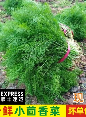 新鲜小茴香农家自种绿色蔬菜小茴香菜带根荤香饺子馅食材现货包邮