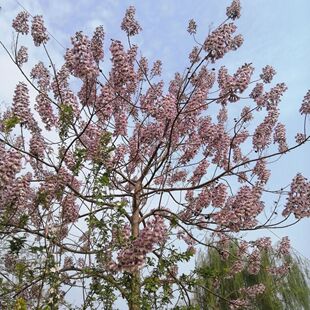 现摘新鲜桐树花2026年梧桐花泡桐花天然中药材泡脚包邮