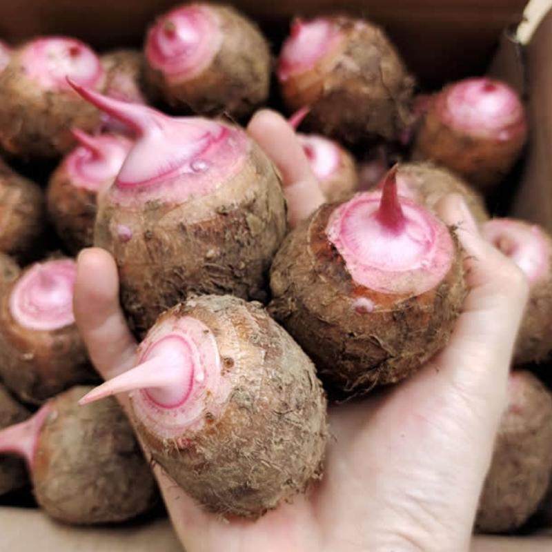 新鲜红芽芋江西铅山特产芋艿农家现挖软糯毛芋当季蔬菜小芋头包邮,水产肉类/新鲜蔬果/熟食,芋头,淘宝优惠券,粉丝福利购,淘宝优惠卷
