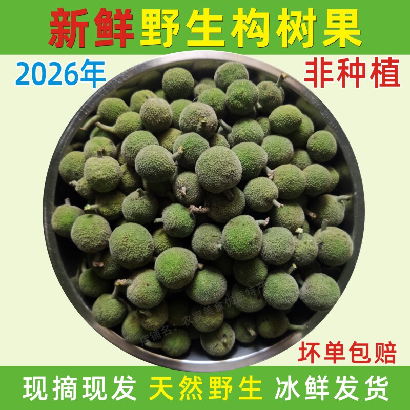 2026年现摘构树果新鲜褚实子泡酒青果天然纯野生河南楮桃果子包邮