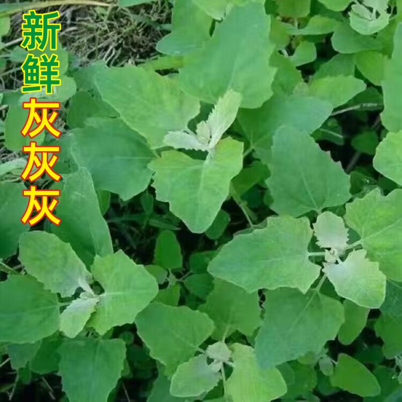 现采新鲜野生灰灰菜天然野菜灰条菜时令蔬菜藜菜营养丰富灰菜包邮