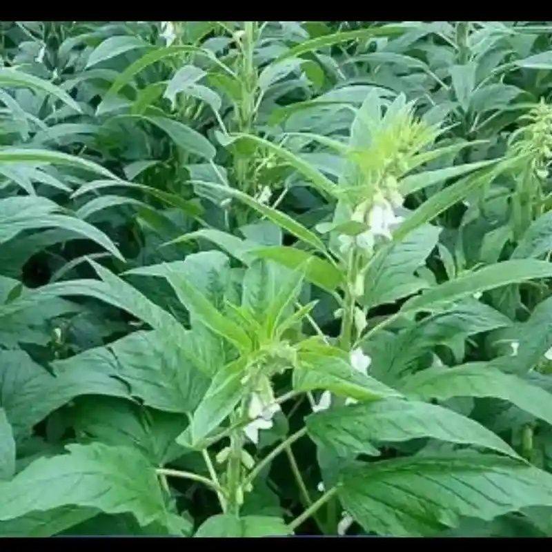 河南新鲜芝麻叶做糊涂面条用包邮