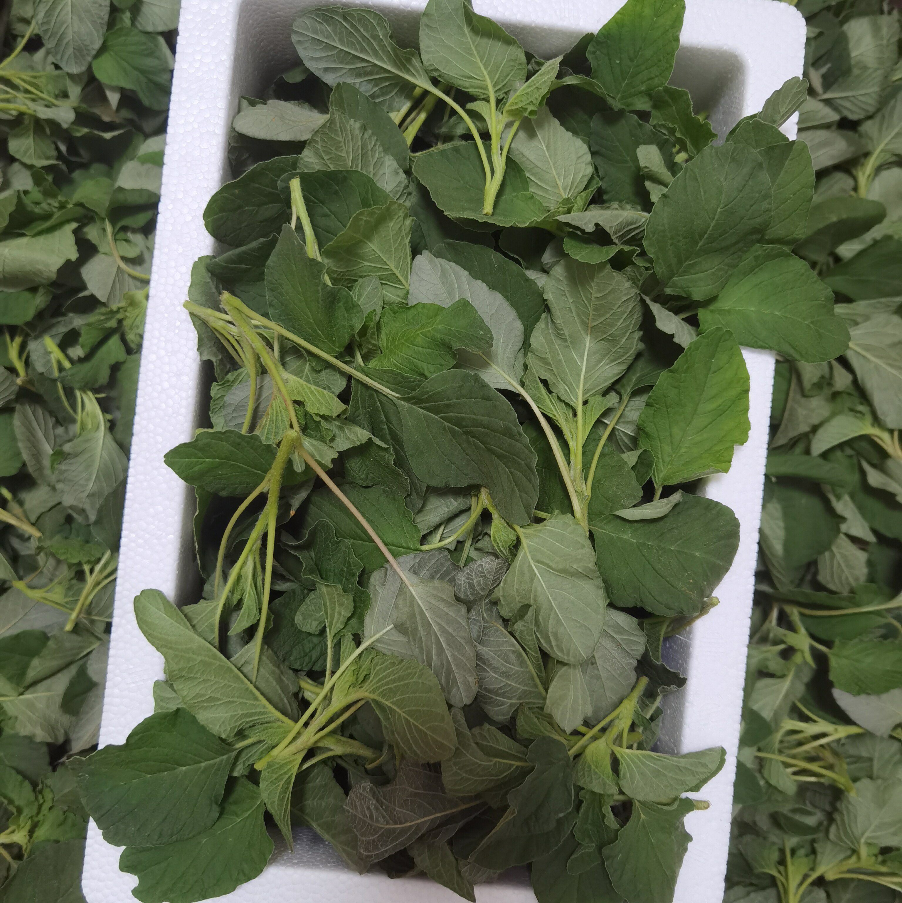 2026年河南新鲜野生汉菜苋菜蔬菜时令野菜银银菜野苋菜玉谷叶包邮