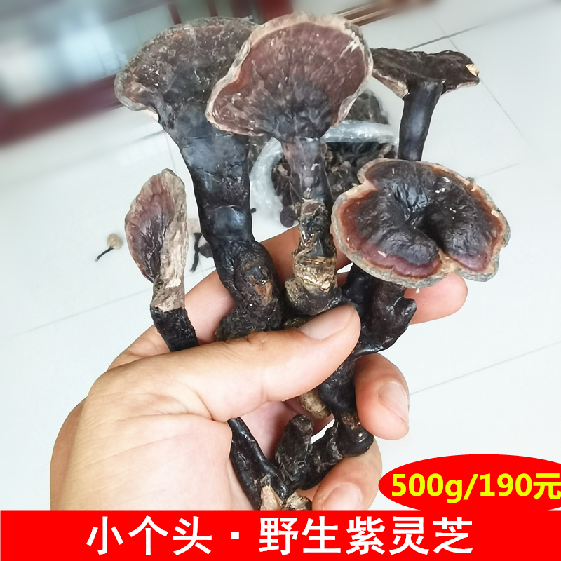 新货天然野生紫灵芝整枝深山小个头林芝干货正品黑灵芝特惠装500g