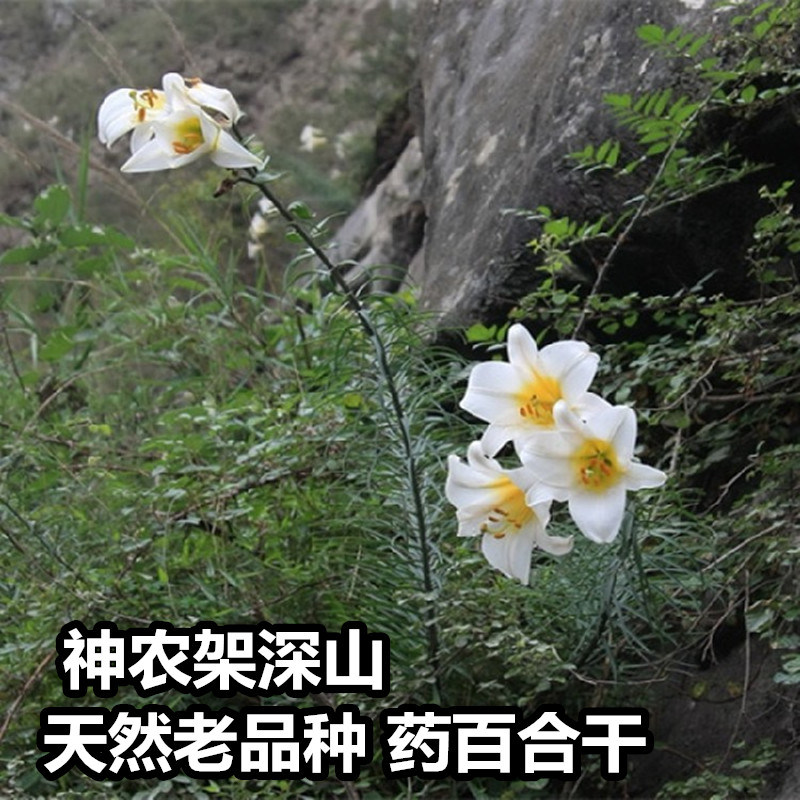 神农架深山百合干大片原色非兰州甜百合新鲜无硫食用药百合片干货