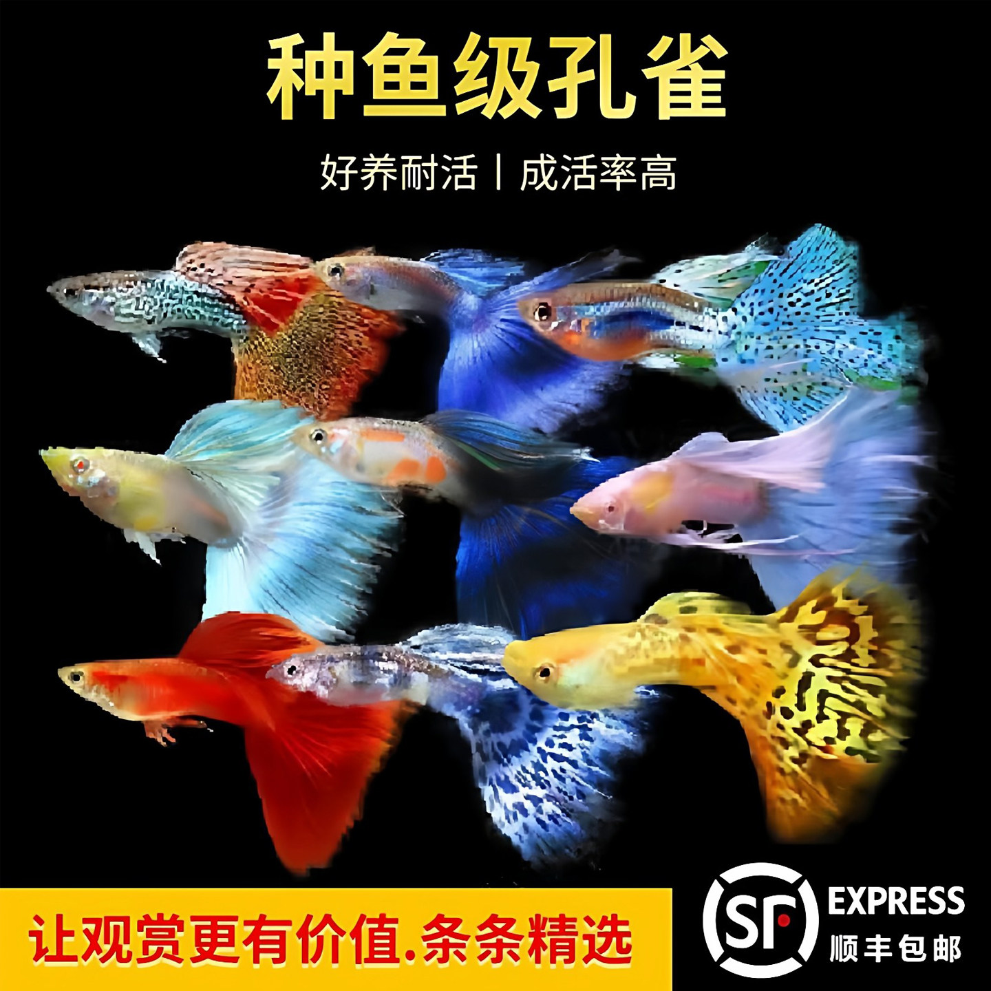 热带鱼观赏鱼淡水孔雀鱼好养耐活体小型纯色种鱼临产母精品凤尾鱼图片